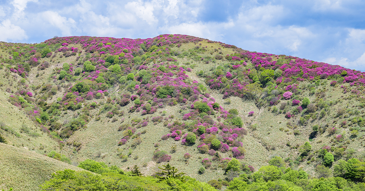 ◆◆ミツバツツジ　山取　　◆◆１３７ ◇◇ミツバツツジ 山取 ◇◇２１９
